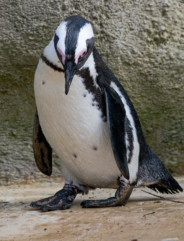 24 +-tiere-pinguin-D35_2450-als-Smart-Objekt-1.jpg